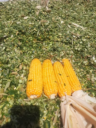 7beefa_18d72af0a59142e699c8d8ef37558ea9_mv2