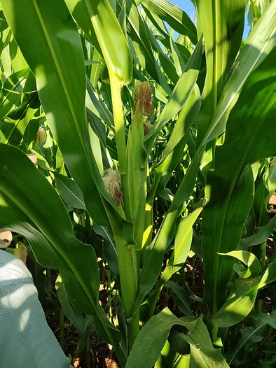 7beefa_a593914df1ef4b479f9e7892a3847cb8_mv2