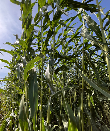 7beefa_068ccadacc2a4bd585dbef5468b4315a~mv2