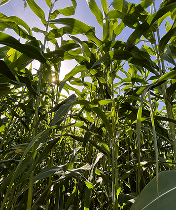 7beefa_3777504efbcb4d85a6503e99dd178dac~mv2