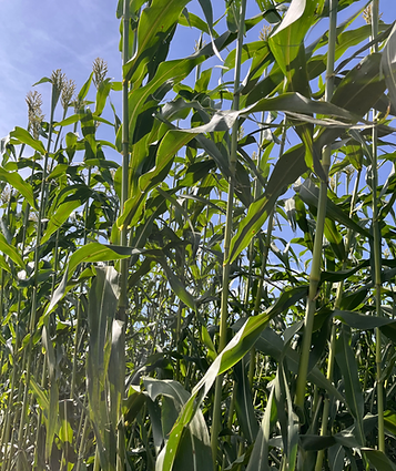 7beefa_48f28d1d36ed459daf1c7a97f0d84759~mv2