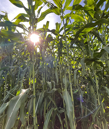 7beefa_774239fa72e84c5f8a21fca7279add0e~mv2