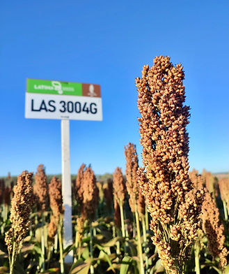 7beefa_78883c1c2dd748c8b0fb214ac3482029~mv2