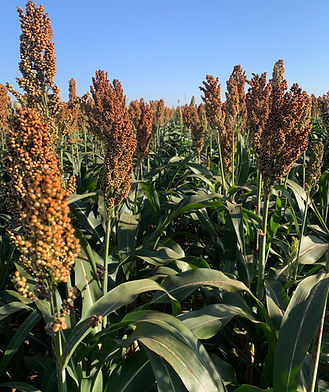 7beefa_7aebd8df4bf4472a8fa2810bdd2f4a4d~mv2