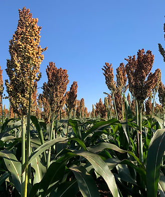 7beefa_9f1b107dee23486fade7107f930fe847~mv2