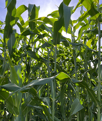 7beefa_e32f903df93045088a3182d88a62aa87~mv2