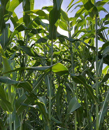 7beefa_f8e1931d5ecb46c19bac7368cfaed648~mv2